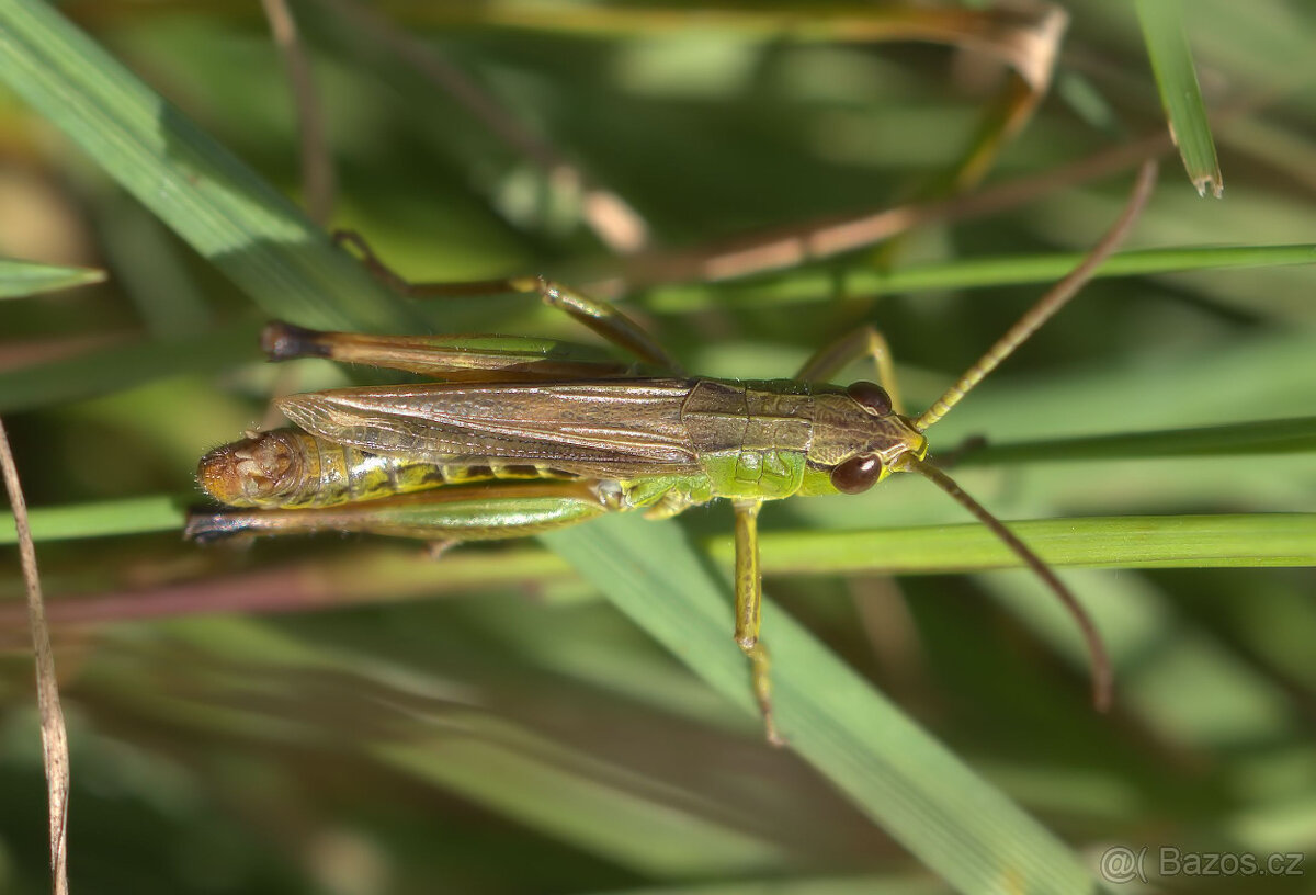 Objektiv Sigma 150/f2.8 APO Macro DG EX pro Sony/Minolta A - 7