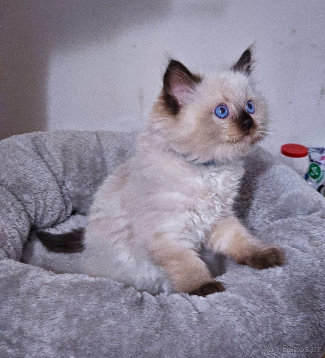 Ragdoll koťata s PP FIFe - 7