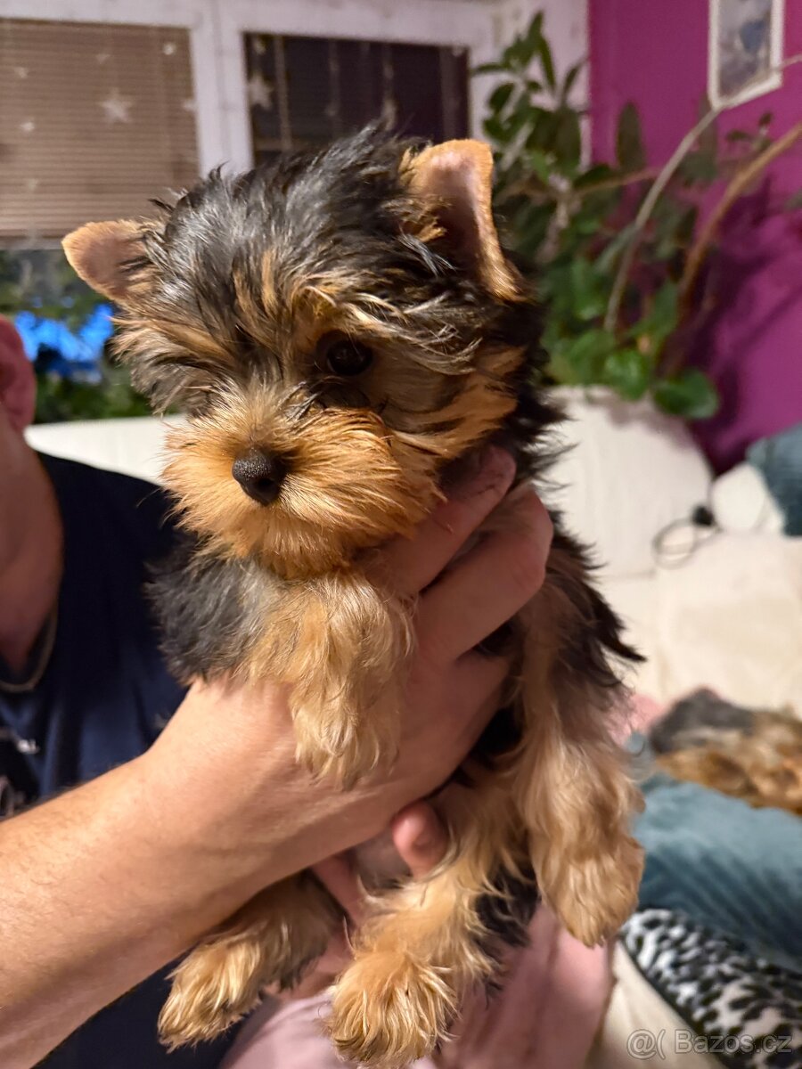 Štěně Jorkšírský teriér - 7