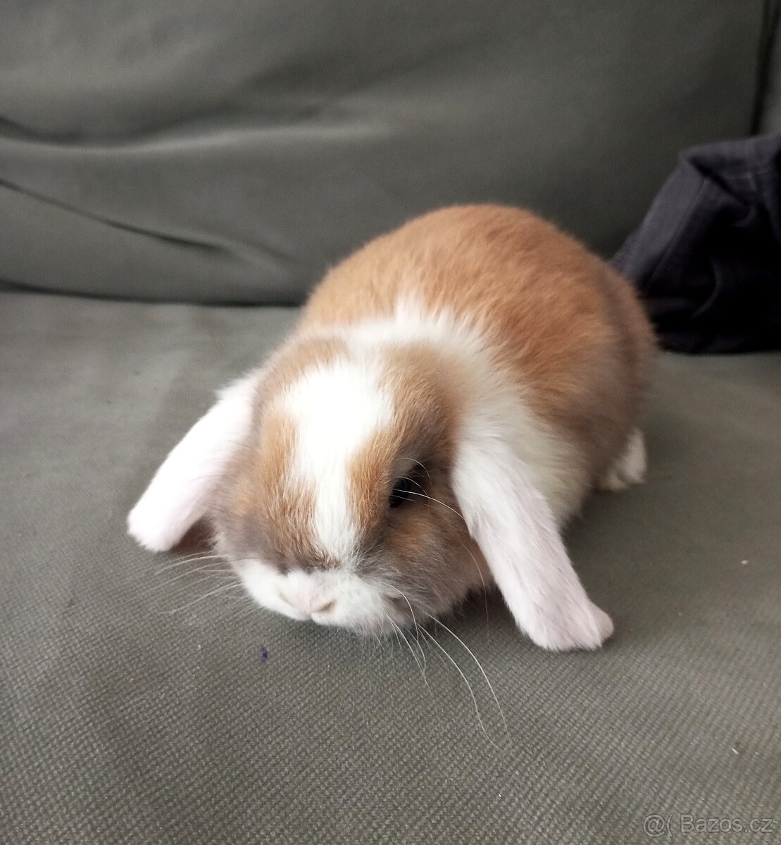 Zakrslý beránek králíček - 7