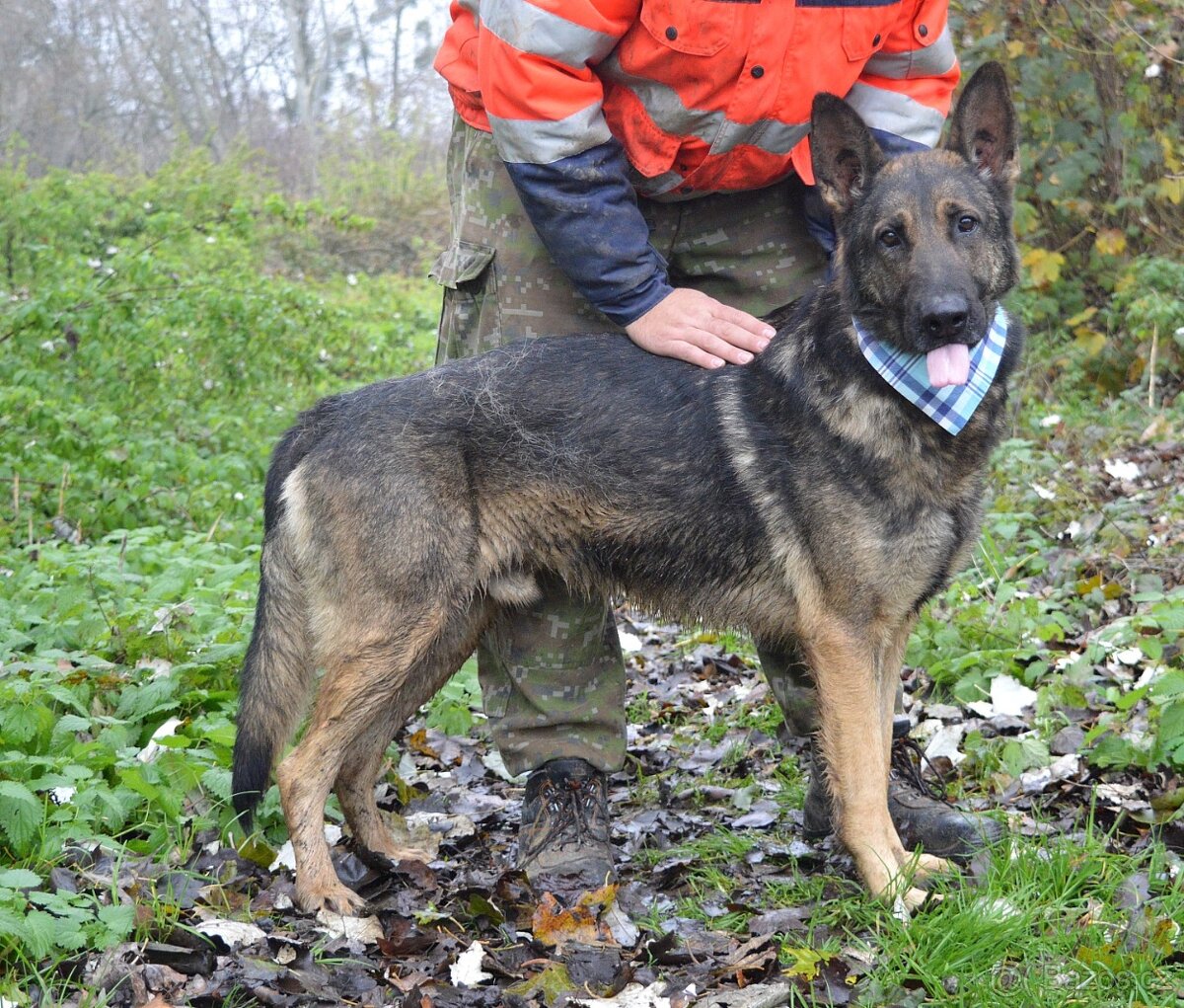 RENE K ADOPCI - 4 ROKY,KAMARÁDSKÝ,ZVĚDAVÝ,HRAVÝ - 7