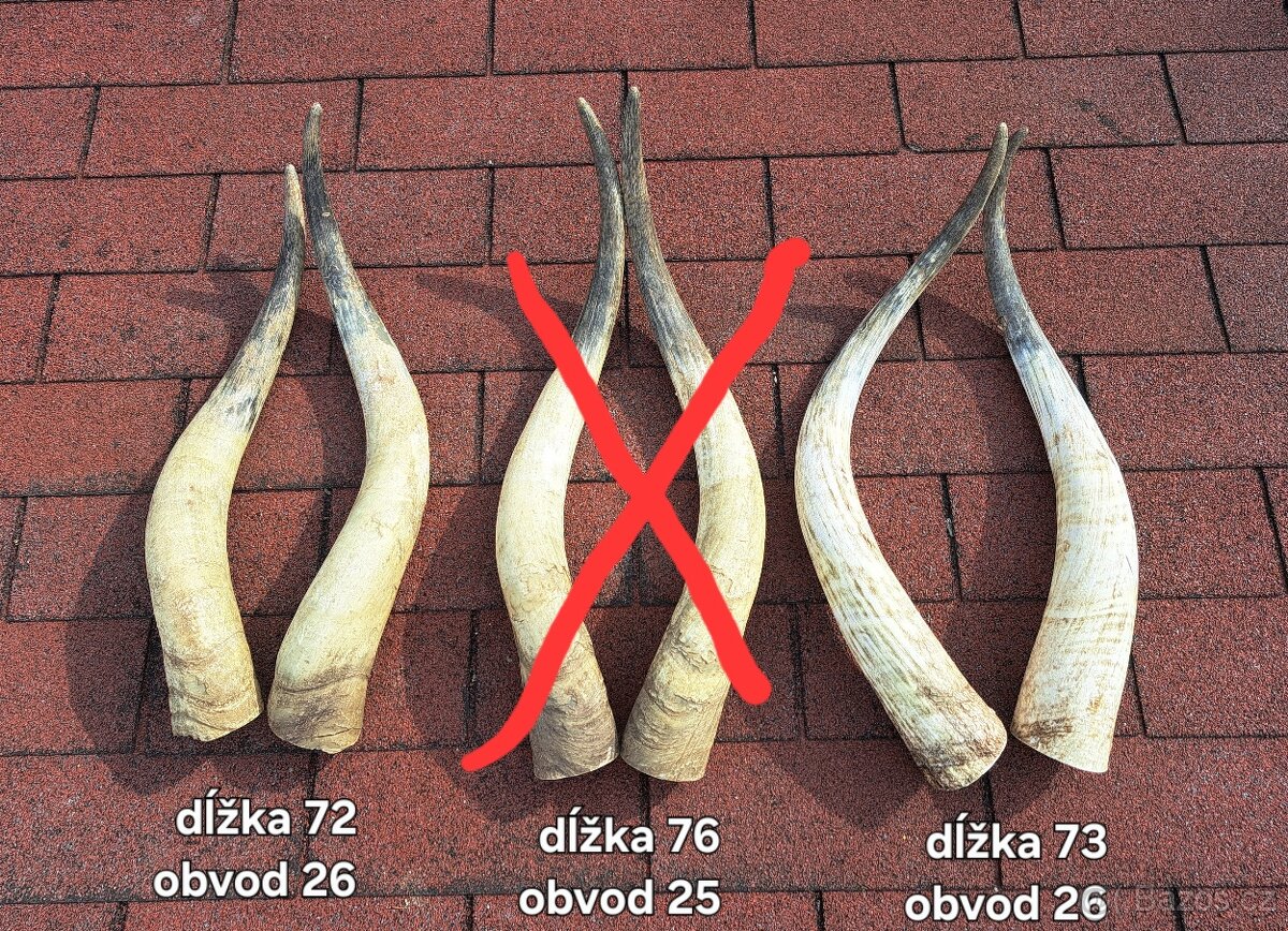 Trofeje, rohy maďarský stepný - 7