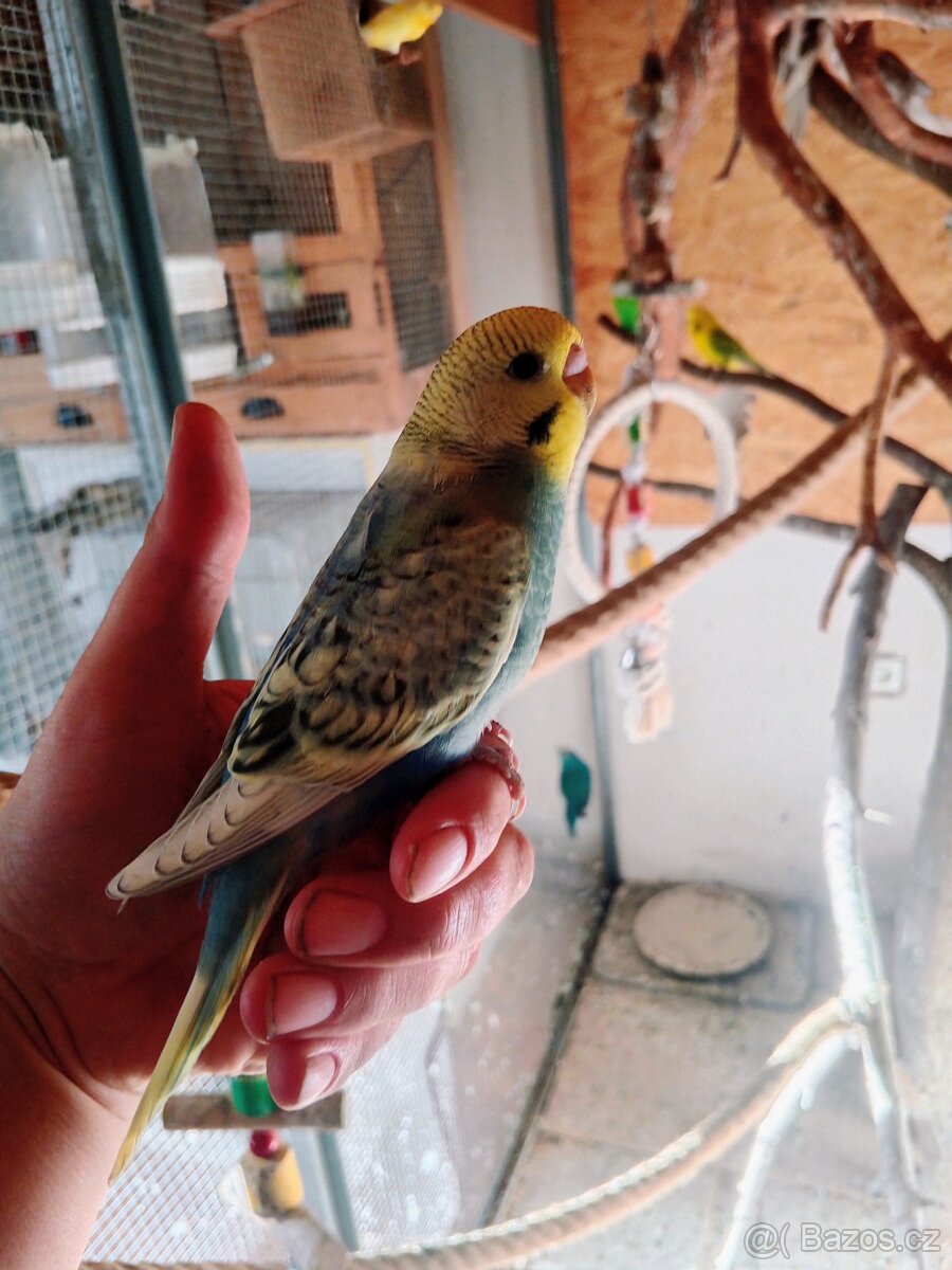 Andulka vlnkovaná - 7