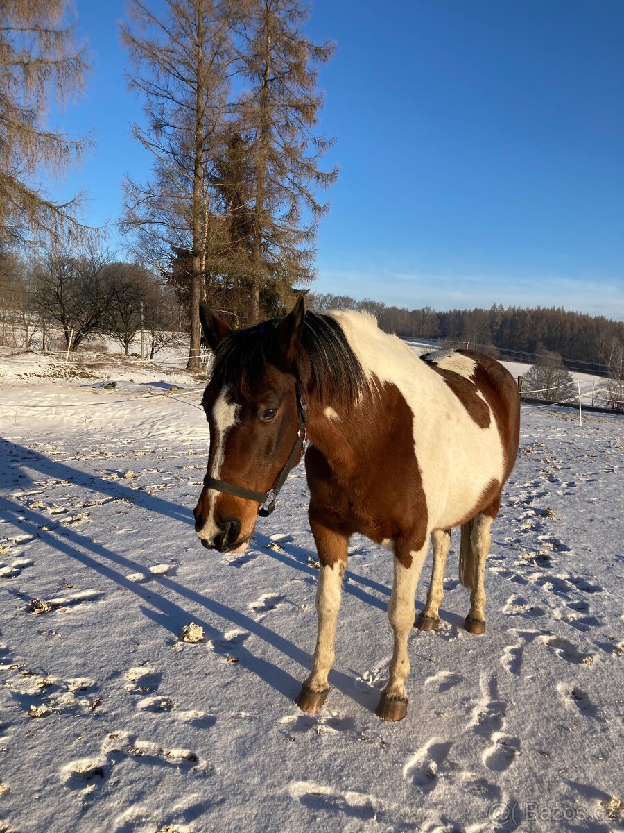 Klisna hnědý strakoš - 7