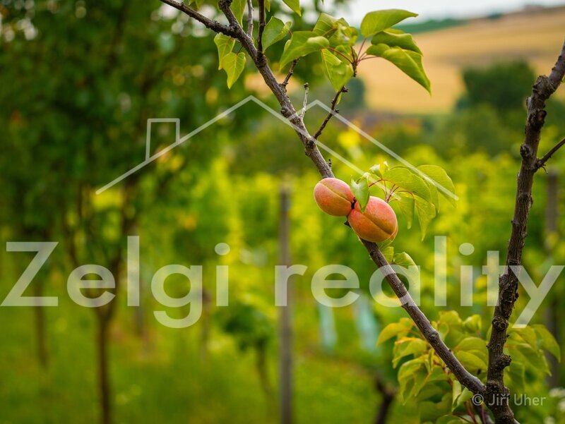 Prodej, Svatobořice-Mistřín, sad/vinice 3501m2 - 7