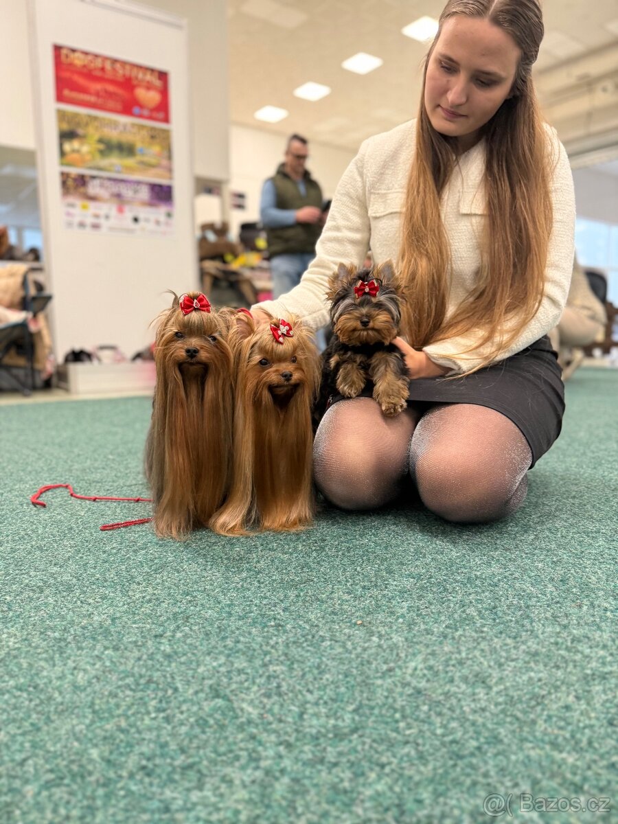 Yorkshire terrier, jorkšírsky terrier, york - 7