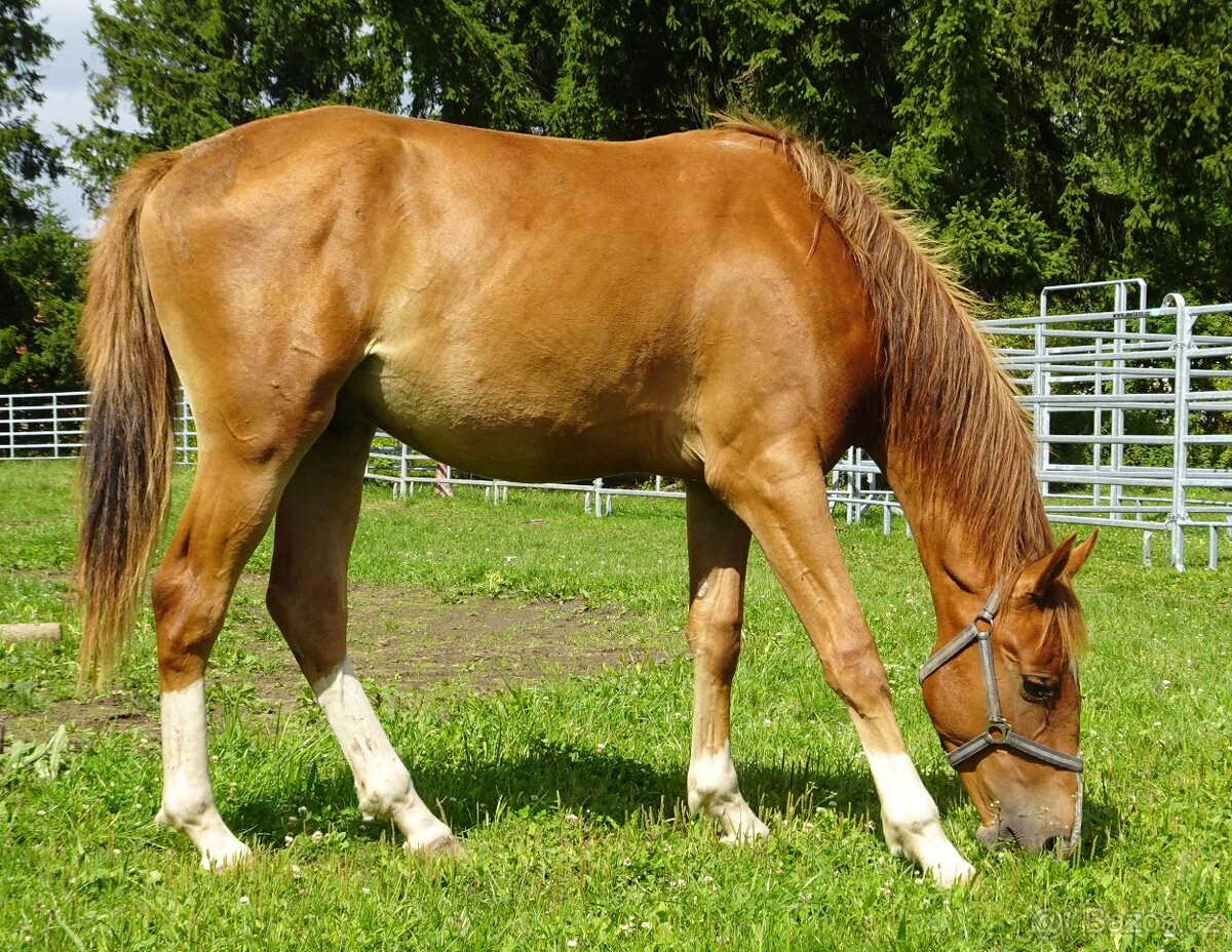Prodám valacha Kůň Kinský, - 7