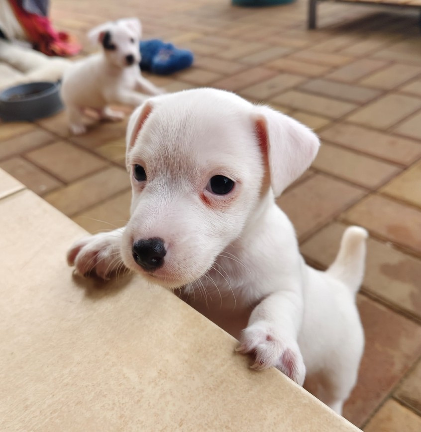 štěňata Jack Russell teriér - 7