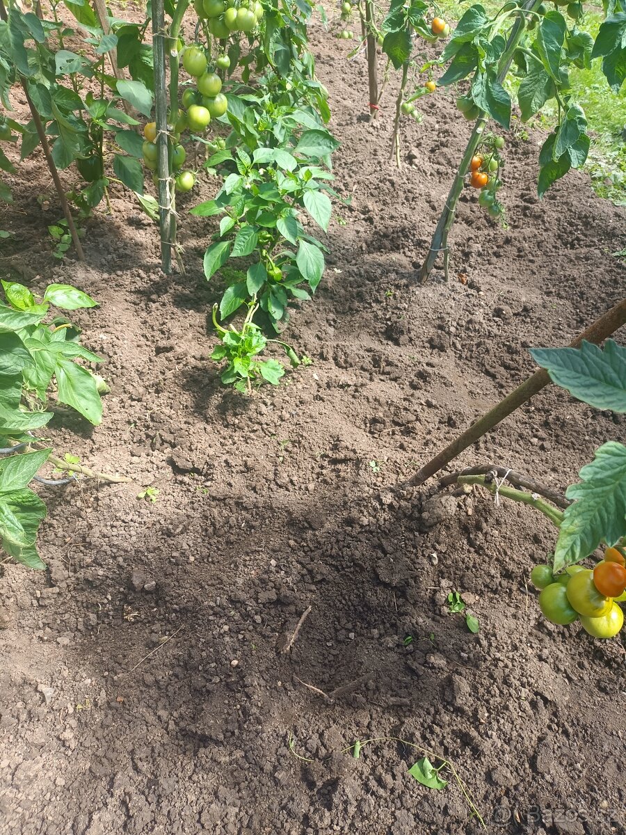 Podnájem 3+1 v RD - 7