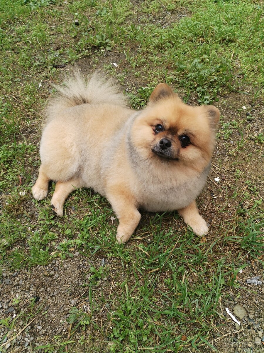 Nechám připustit pomeriana - 7