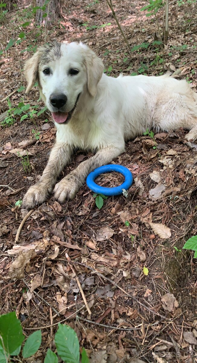 Zlatý retrívr ke krytí bez pp - 7