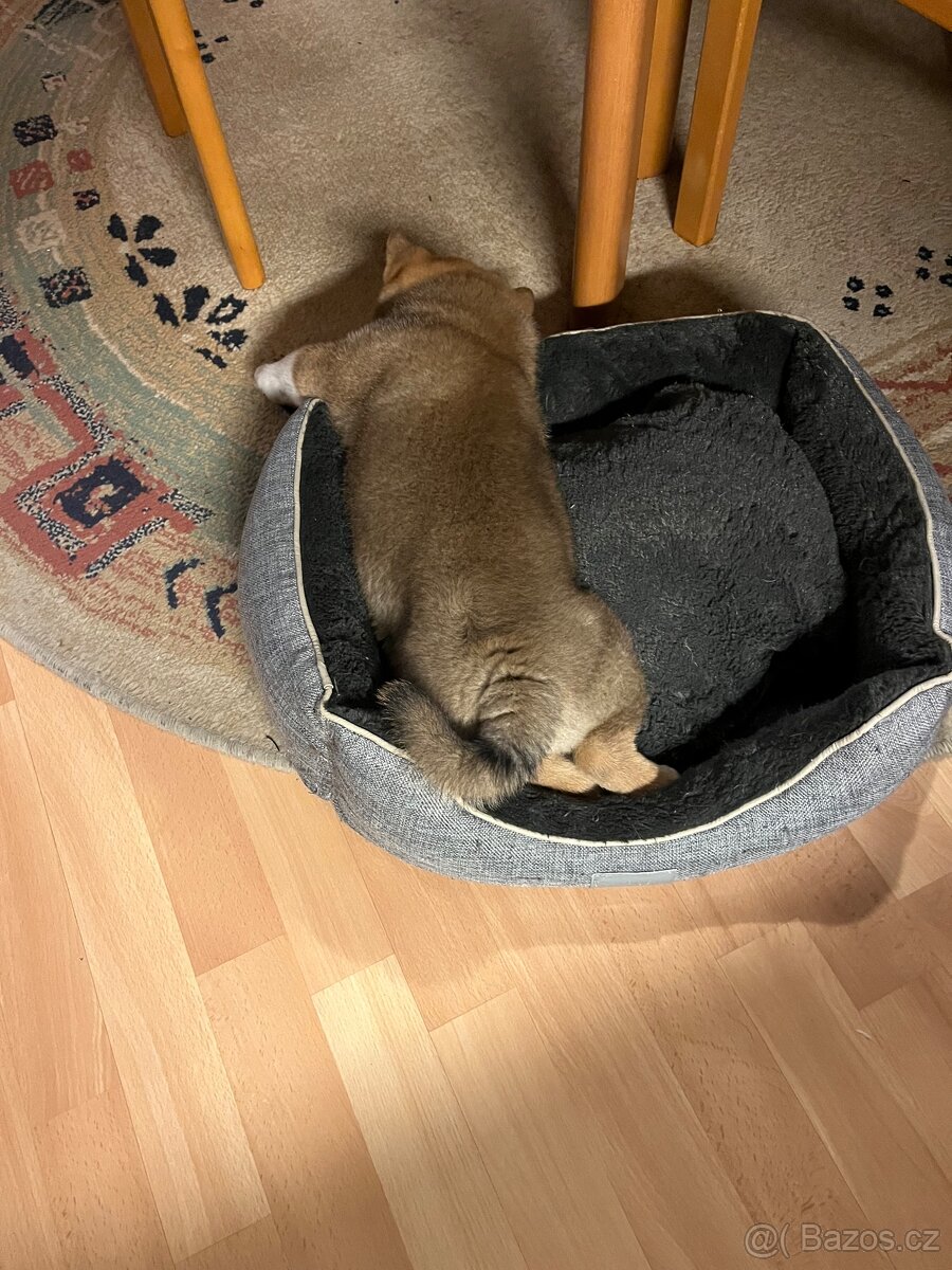 Štěňátko Shiba inu s PP - 7