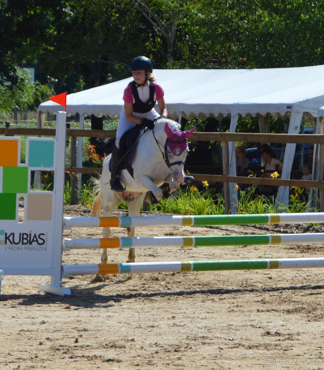 1,5 roční klisnička Wpbr - 7