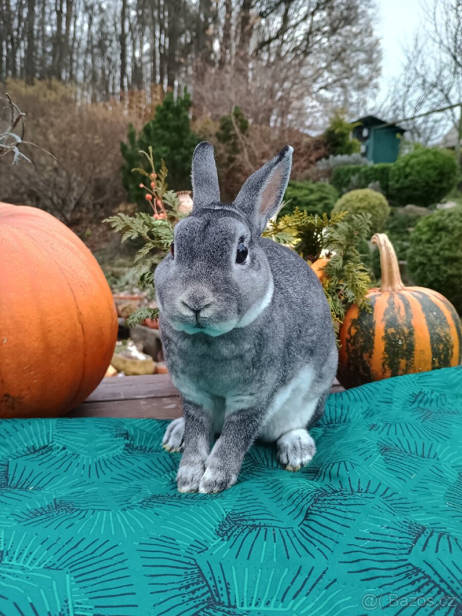 Zakrslý činčilový rex samička 94b - 7