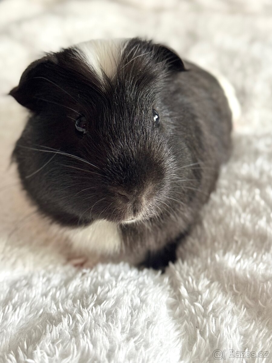 Prodám morčátko - 7