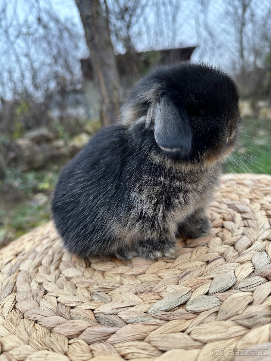 Minilop - zakrslý beránek - 7