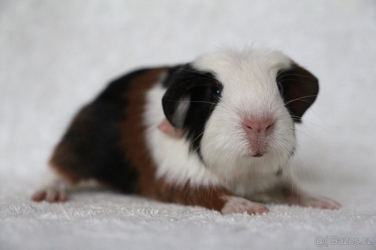Krátkosrsté morče, morčátko, morčata s PP - 7