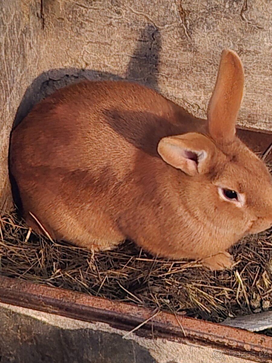 Prodám králíky - 7