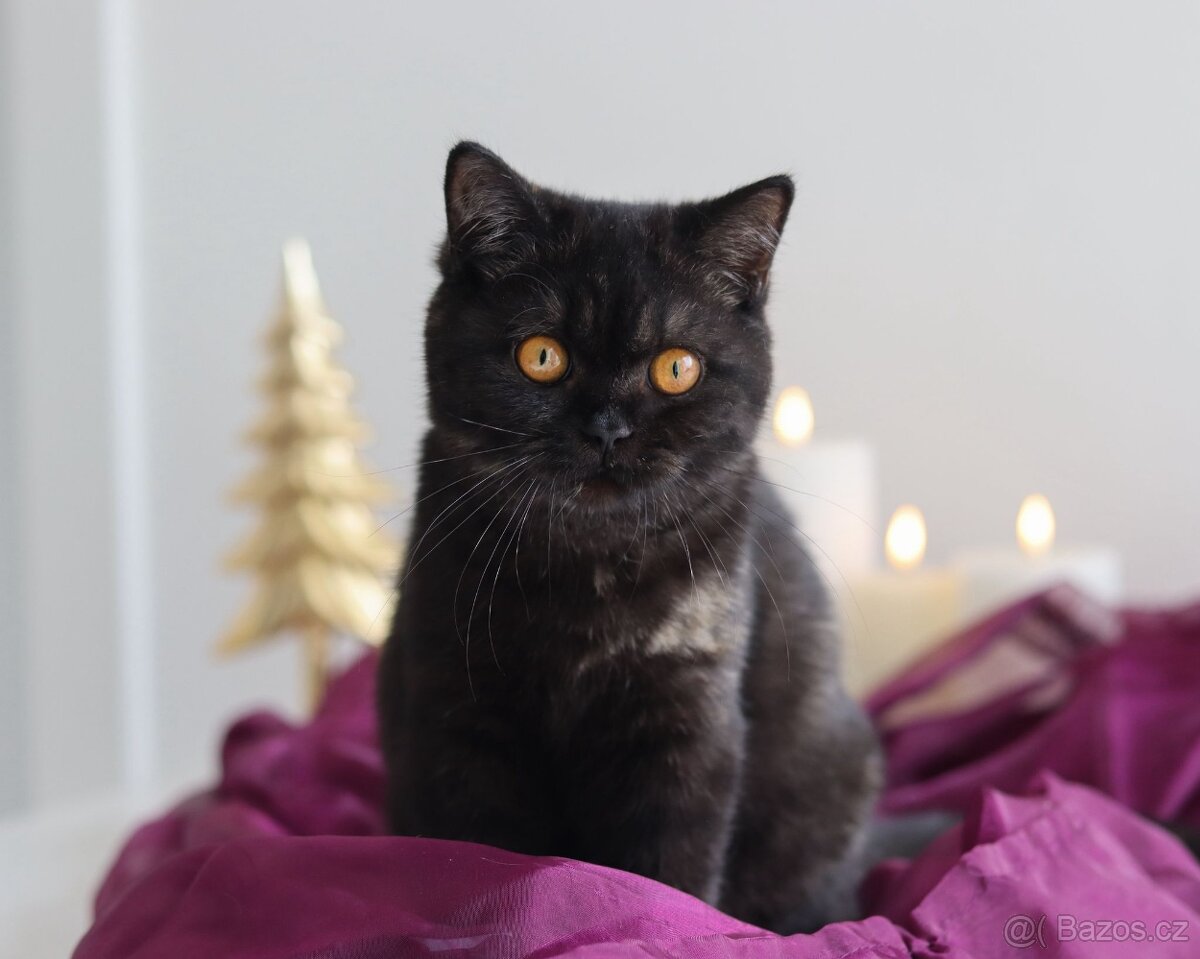 Britská koťátka s PP. K odběru. - 7