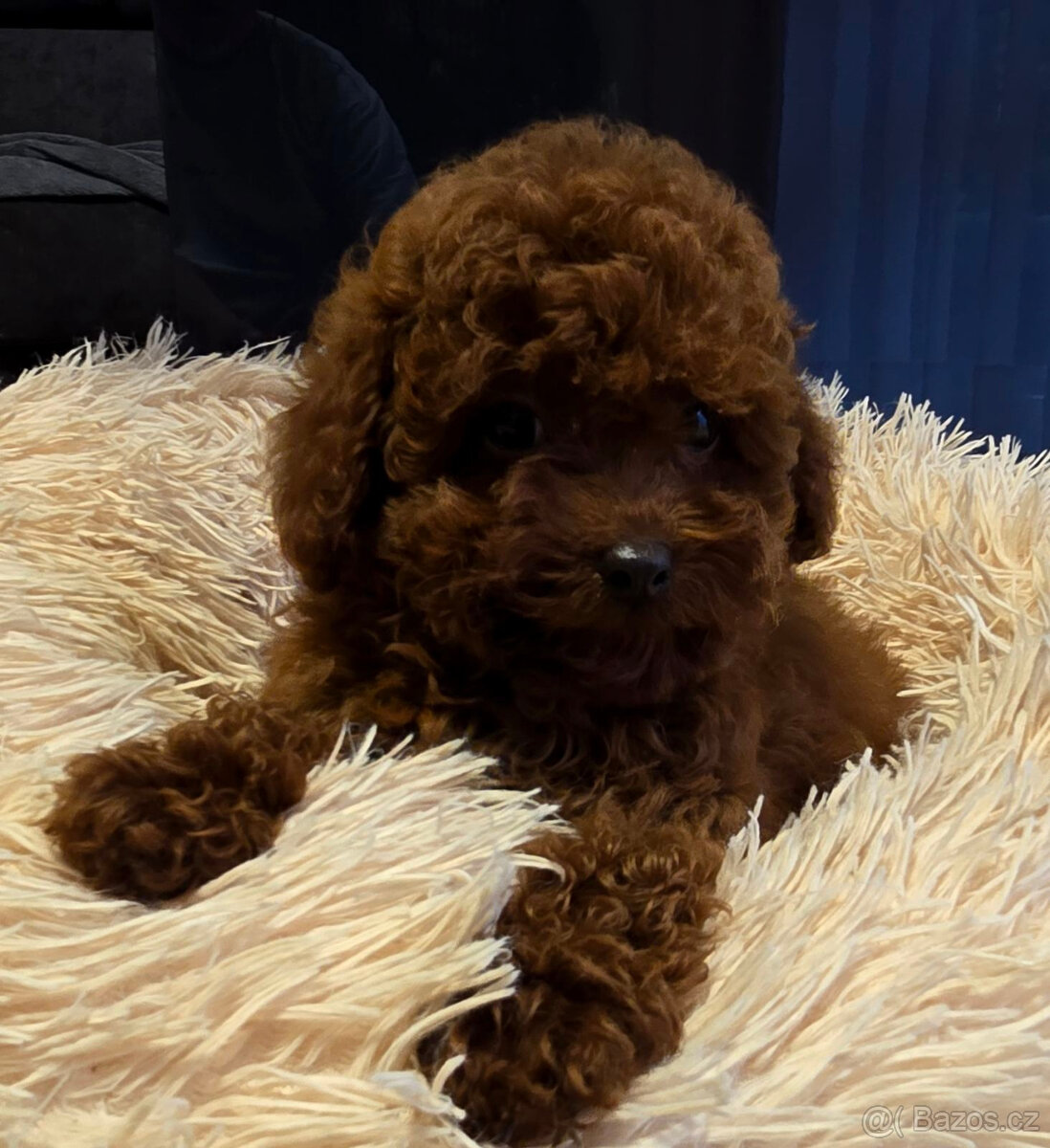 pudel 100% toy Red Braun - 7