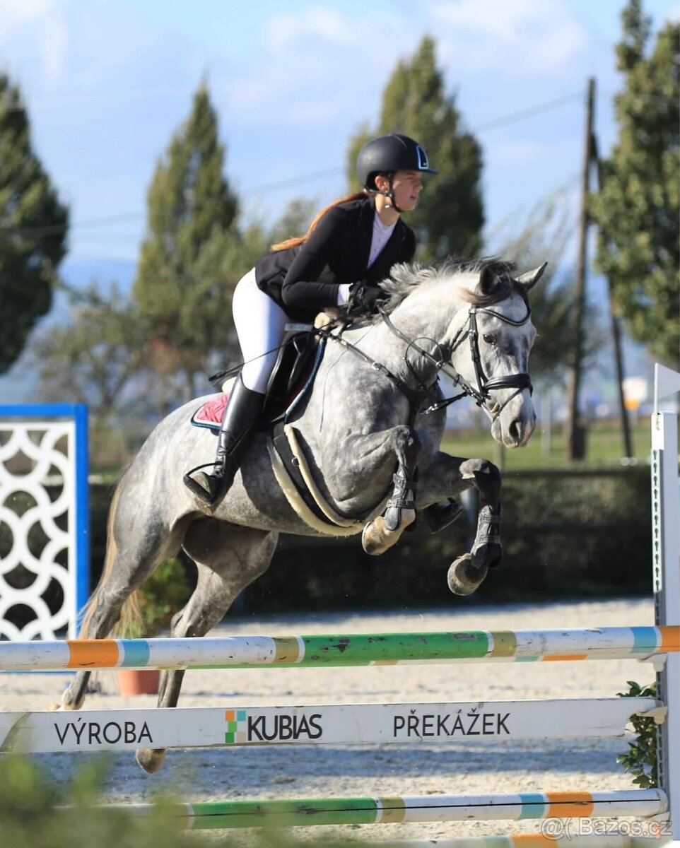 Sportovní valach - 7