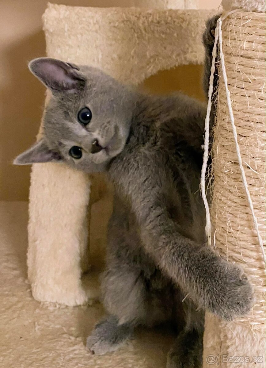 Ruská modrá koťátka s PP - 7