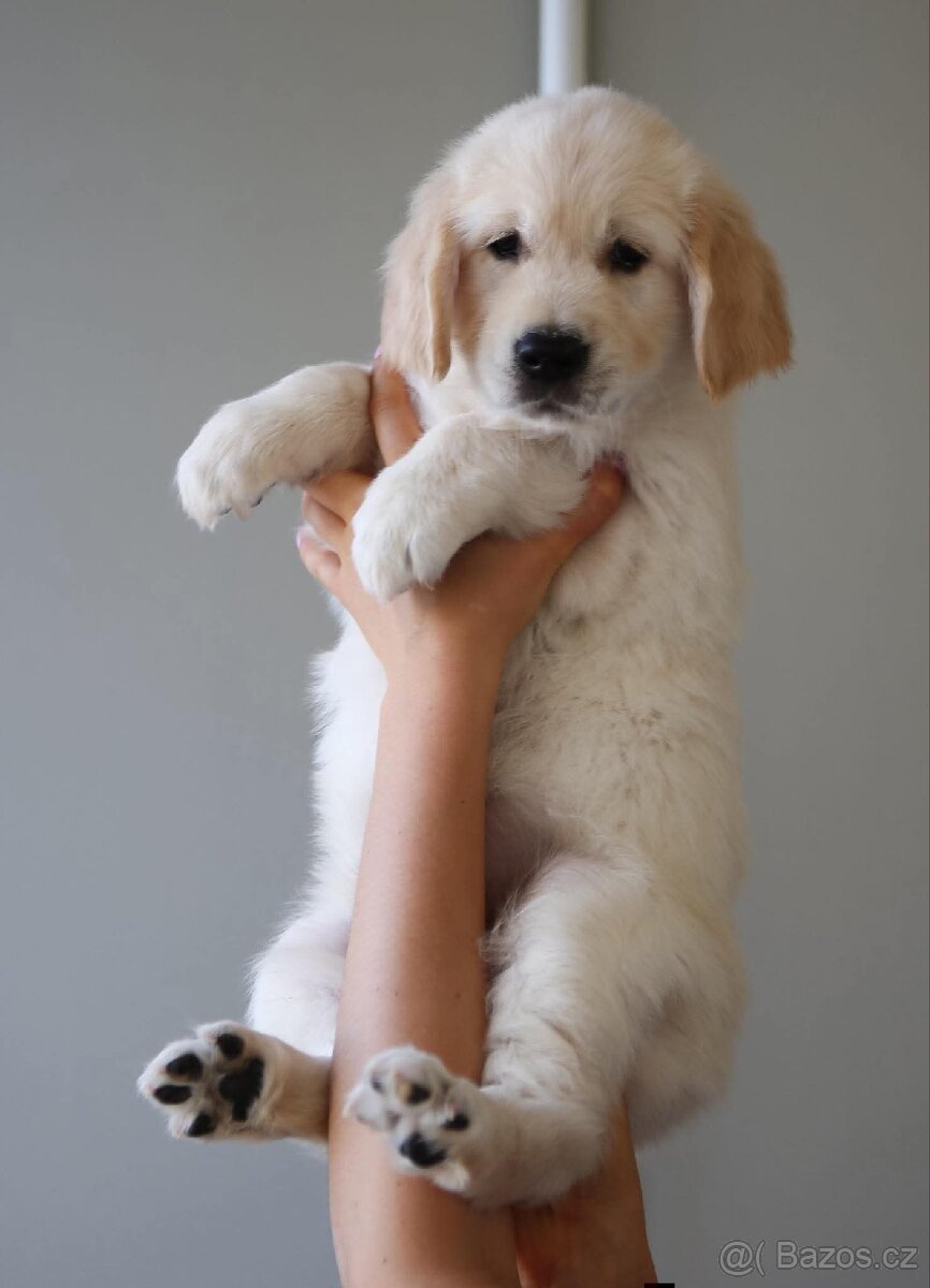 Zlatý Retrívr - 7