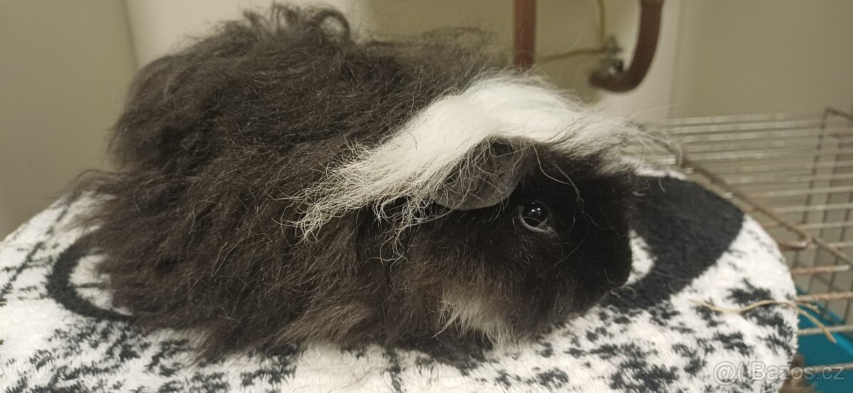 Morčátka Alpaka a Minipli - 7