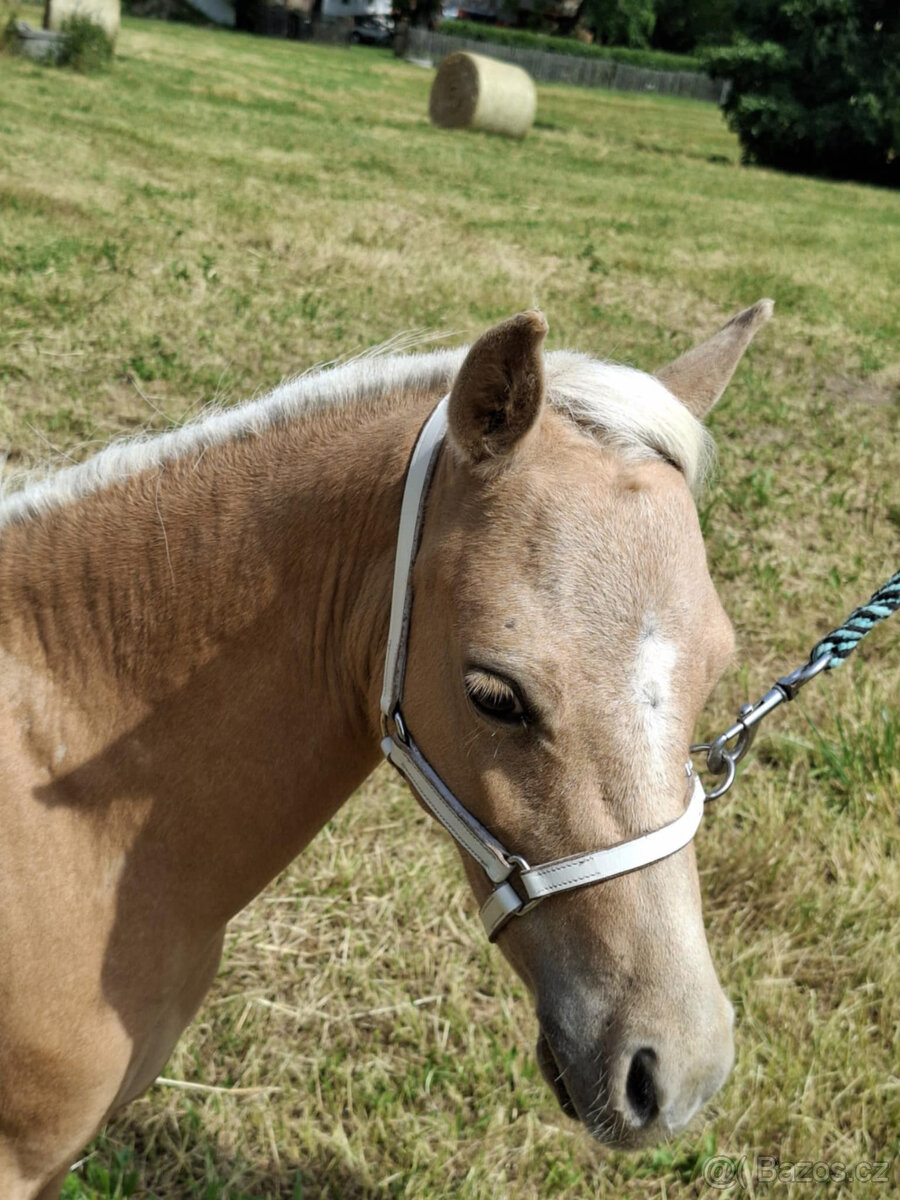 American minihorse - 7