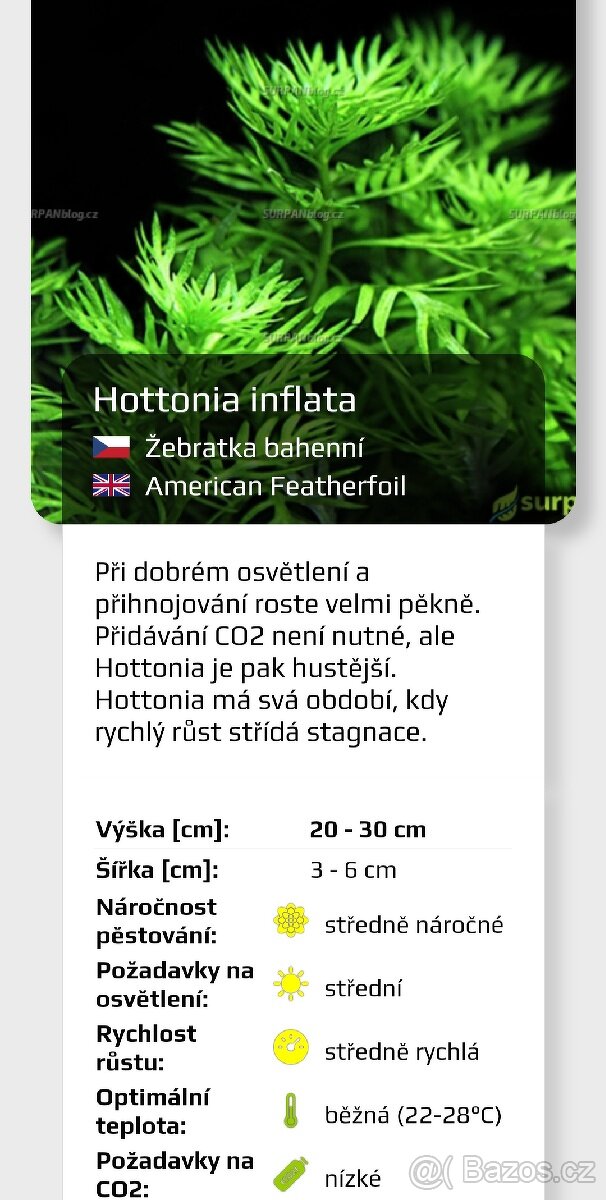 Akvarijní rostlinky a krevetky Red Cherry - 7