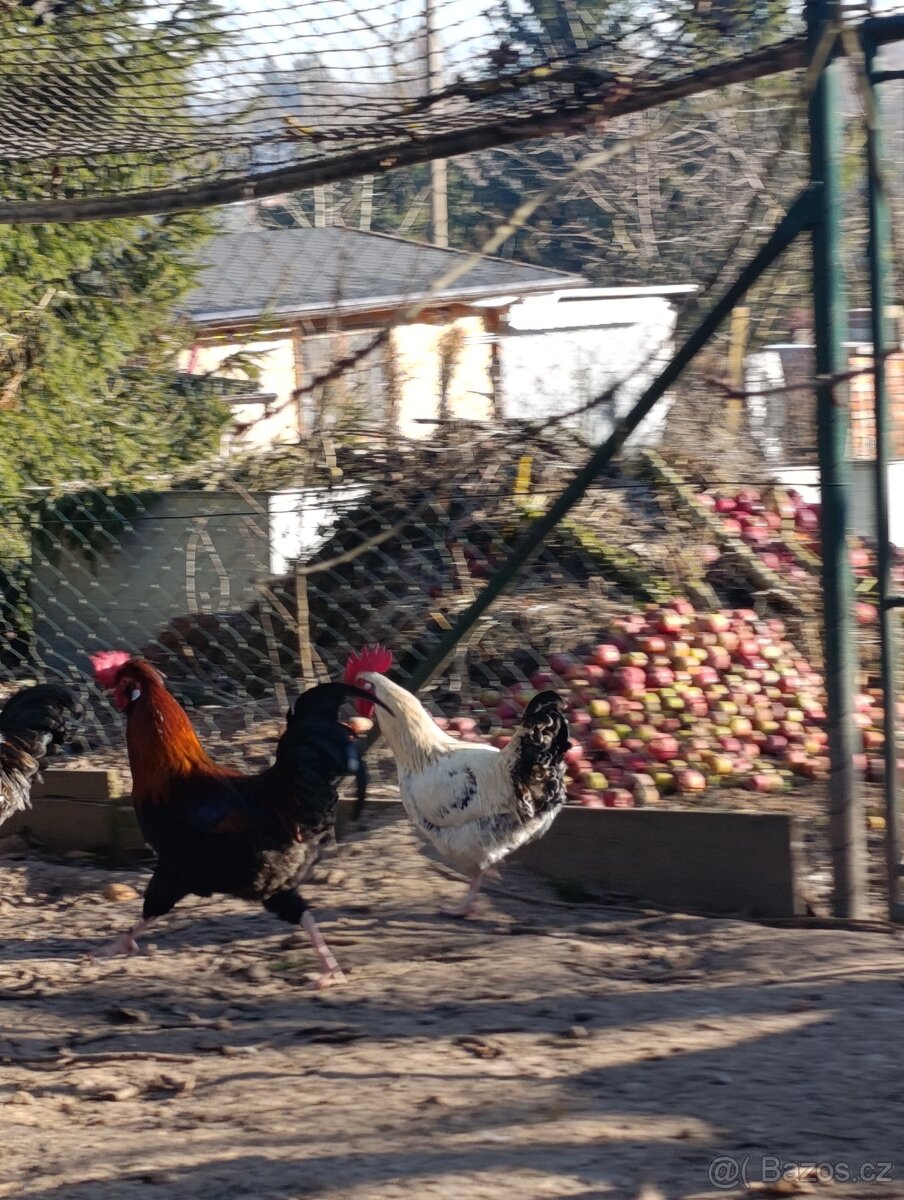Mladý kohout - 7