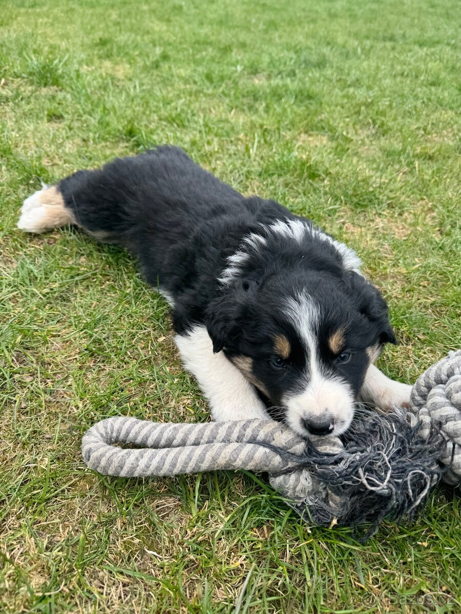 Štěňátka border kolie - 7
