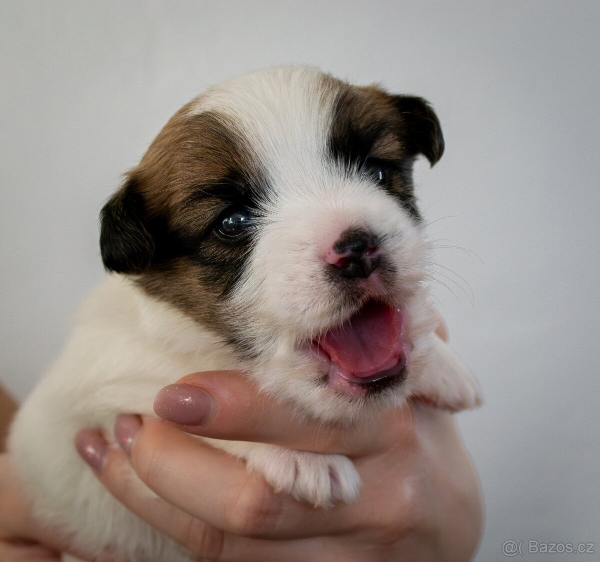 Jack Russell Terrier s PP - 7