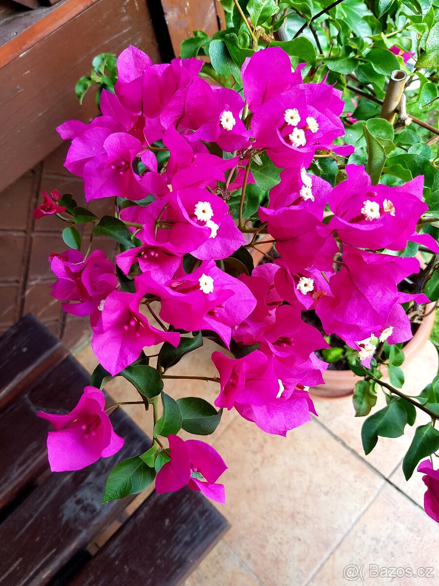 Bougainvillea, Bouga, keře, subtropické rostliny SLEVA - 7