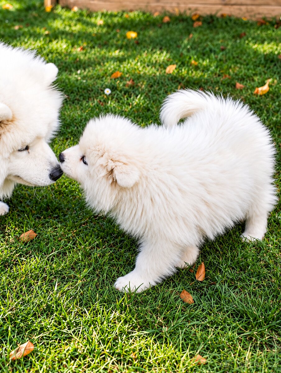 Samojed s PP - štěňátka - 7
