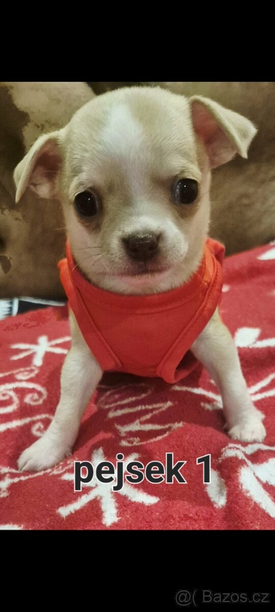 Čivava mini štěňata bez pp - 7