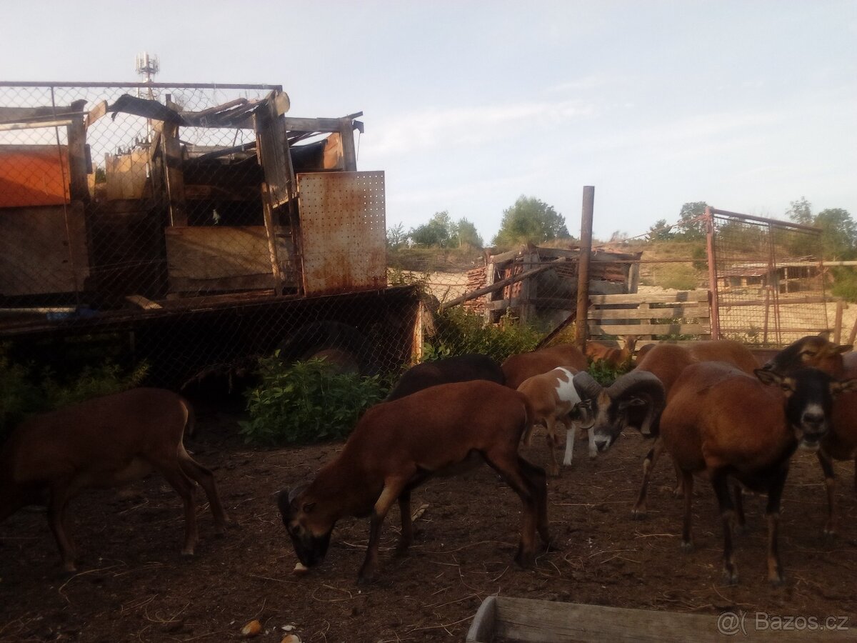 Prodám jehňata ovce kamerunske - 7