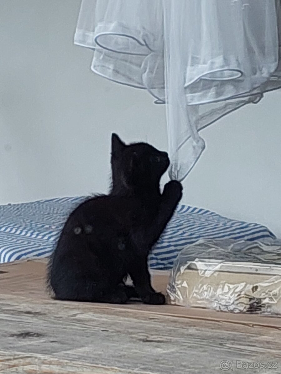 Koťátka zdarma - 7