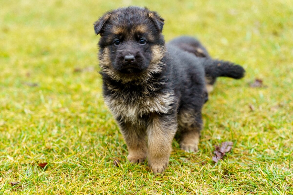 Štěňata - Německého ovčáka - 7