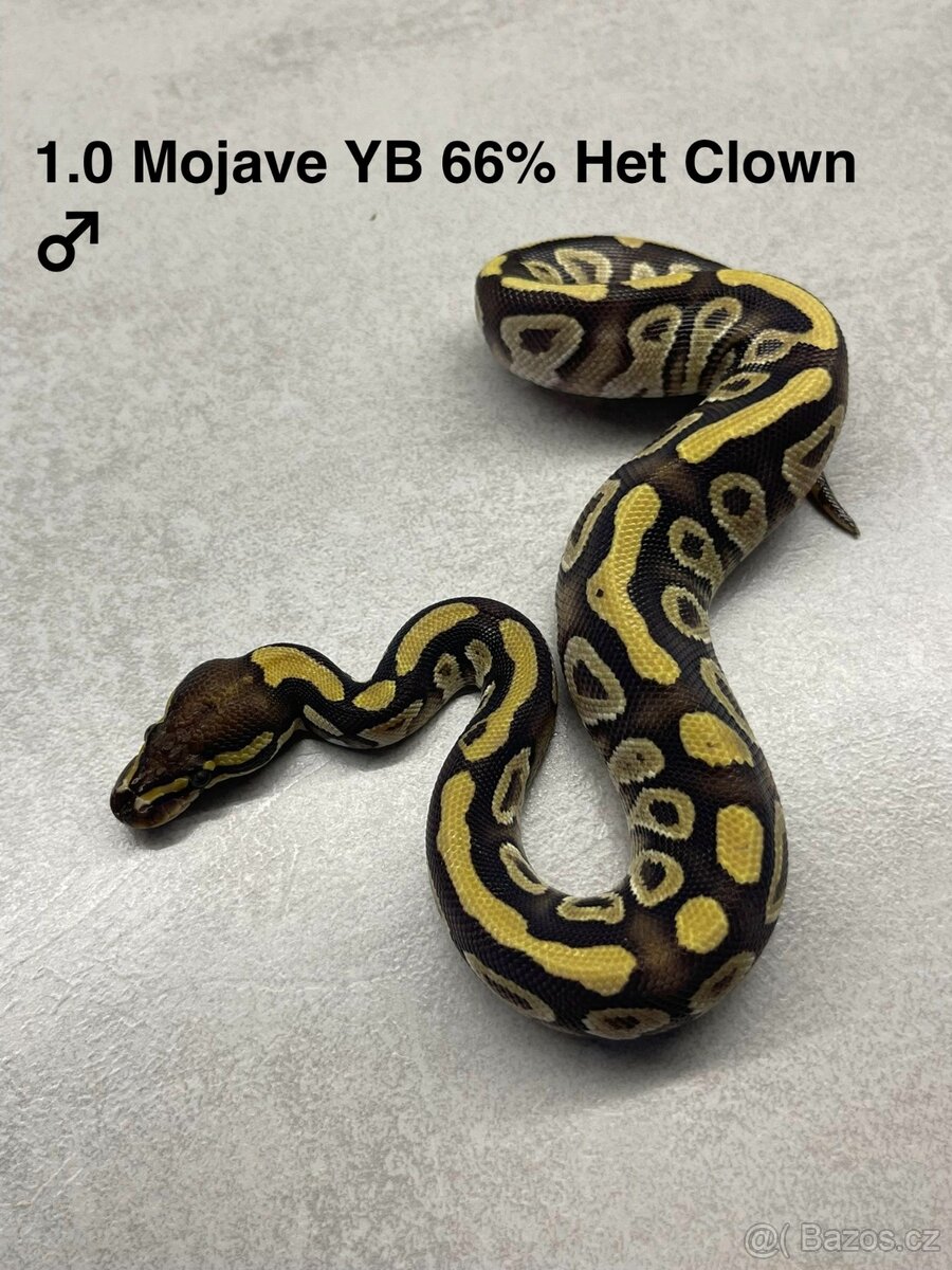Krajty královské mláďata - 7
