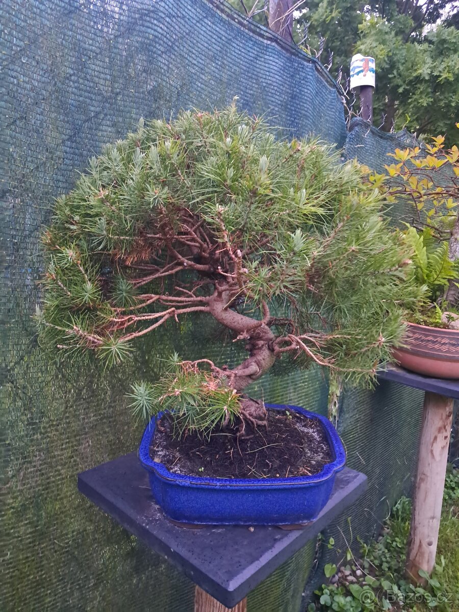 Bonsai,bonsaj Borovice - 7