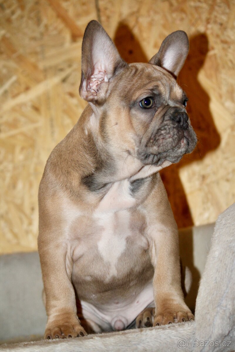 Francouzský buldoček s PP - 7