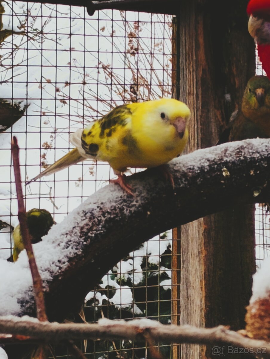 PAPOUŠEK ZPĚVAVÝ - 7