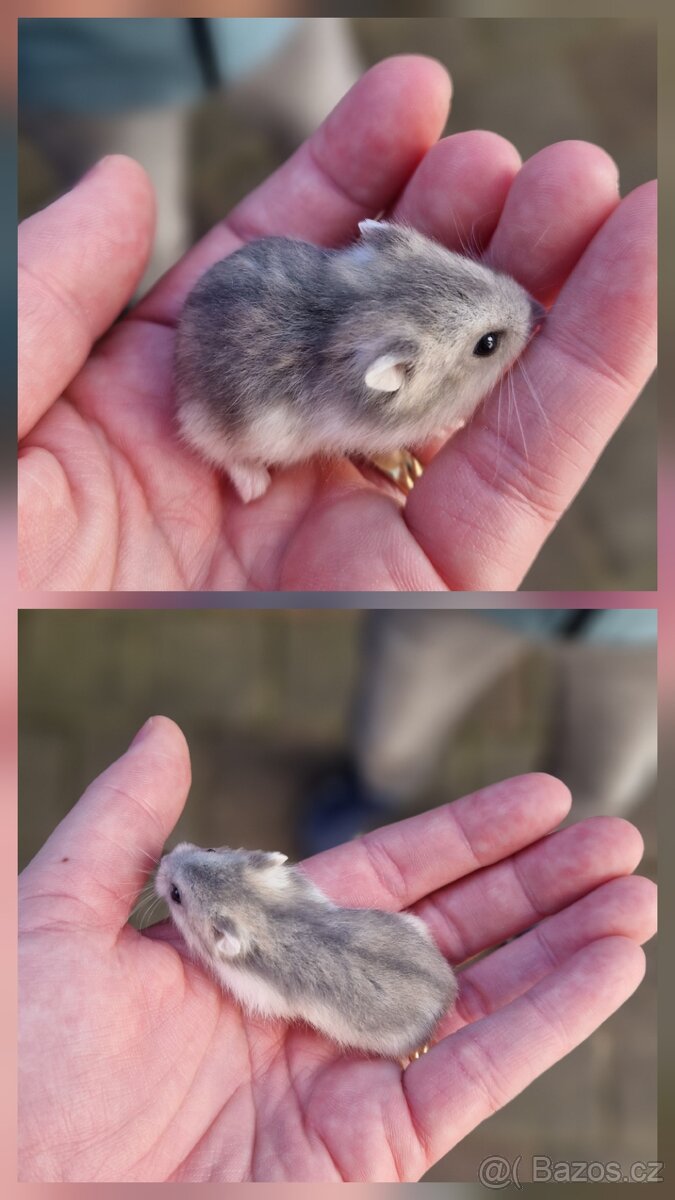 Mláďata křečka džungarského - 7