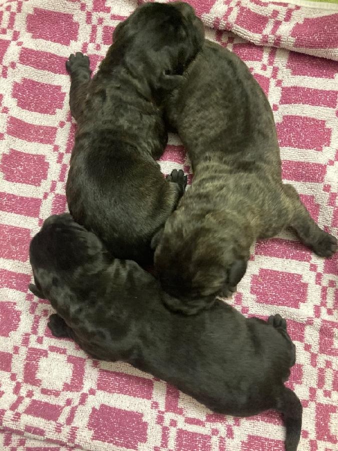 Štěňata Cane Corso s PP - 7