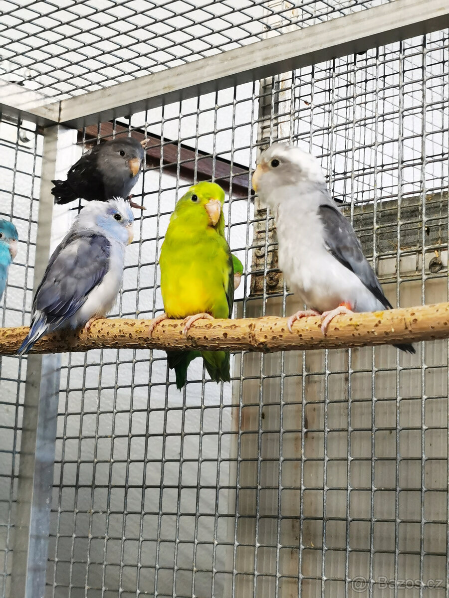 Papoušíček šedokřídlý 2025 - 7