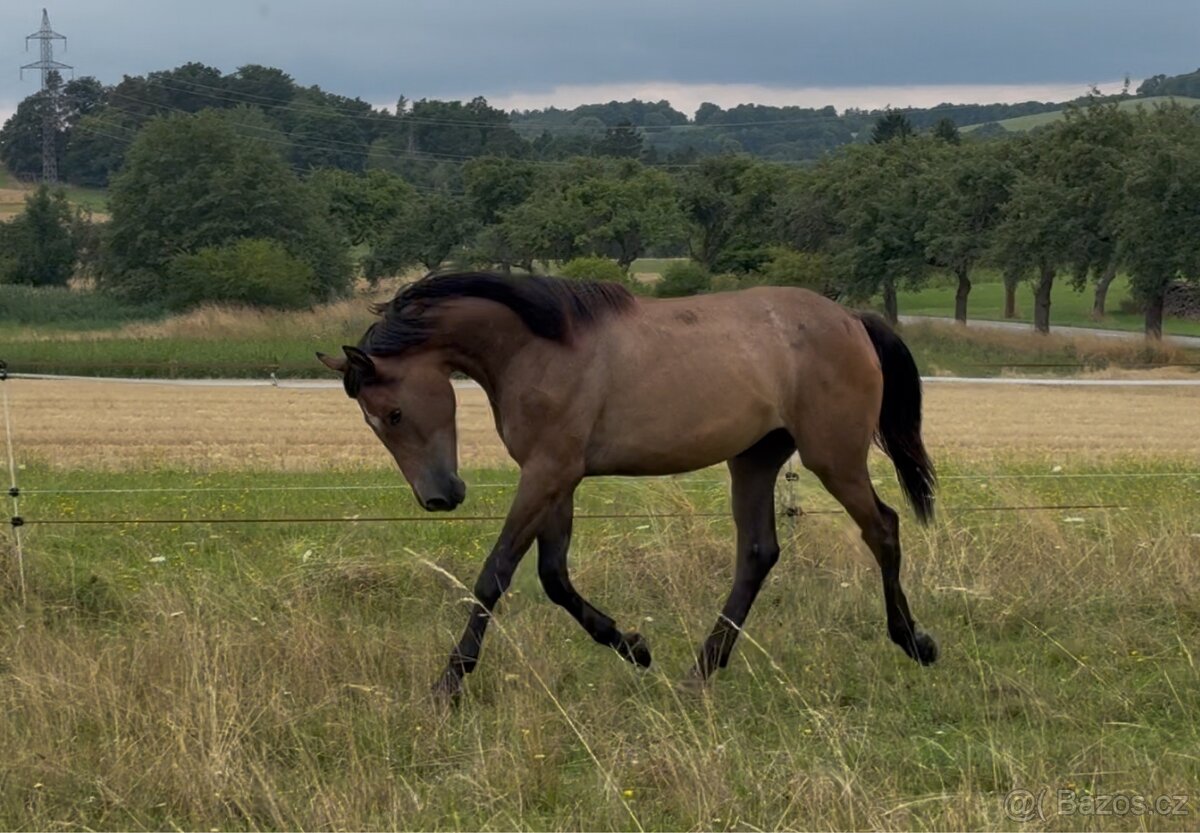 Prodáme 1,5 letou klisnu Českého teplokrevníka, ČT - 7