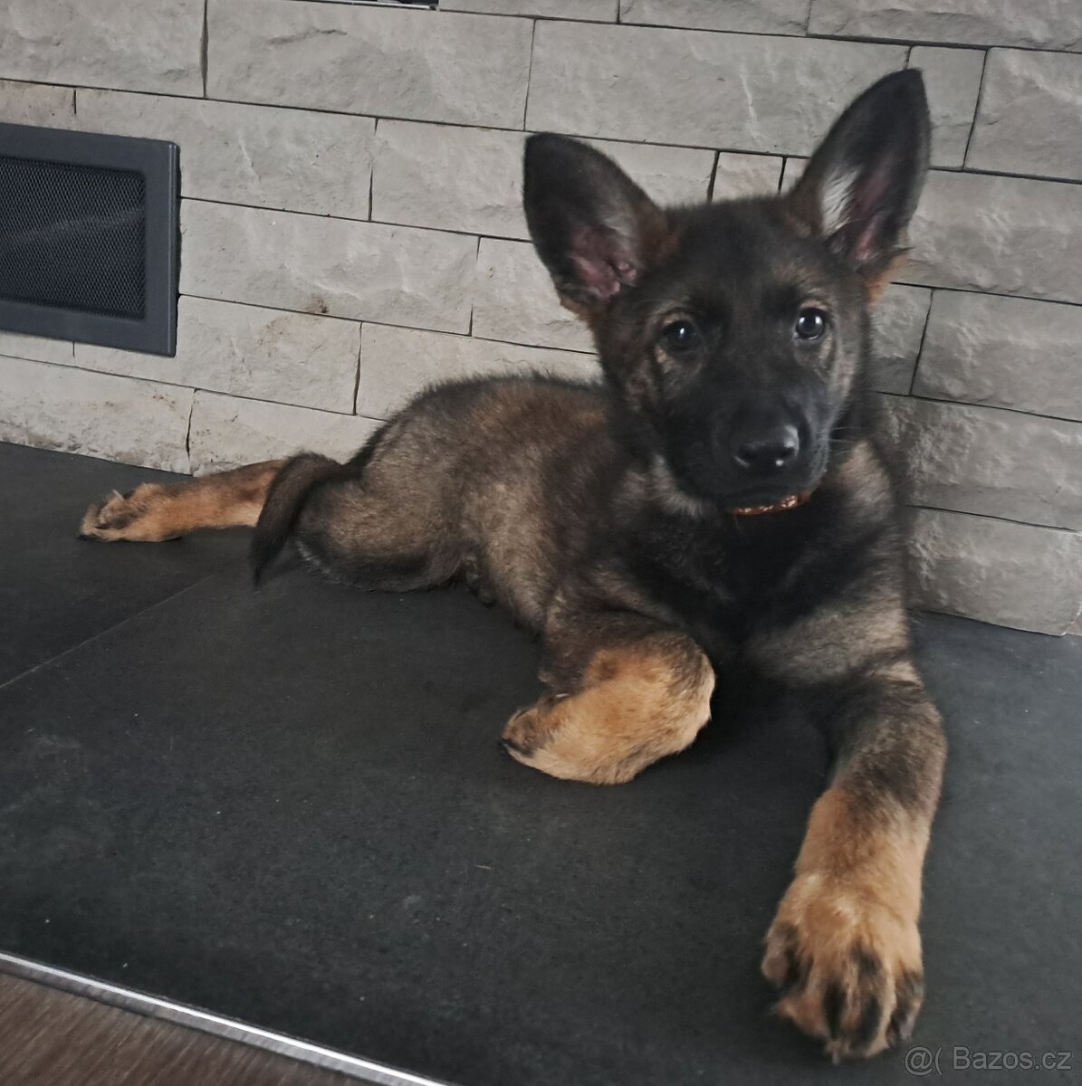 Německý ovčák - štěňata - 7