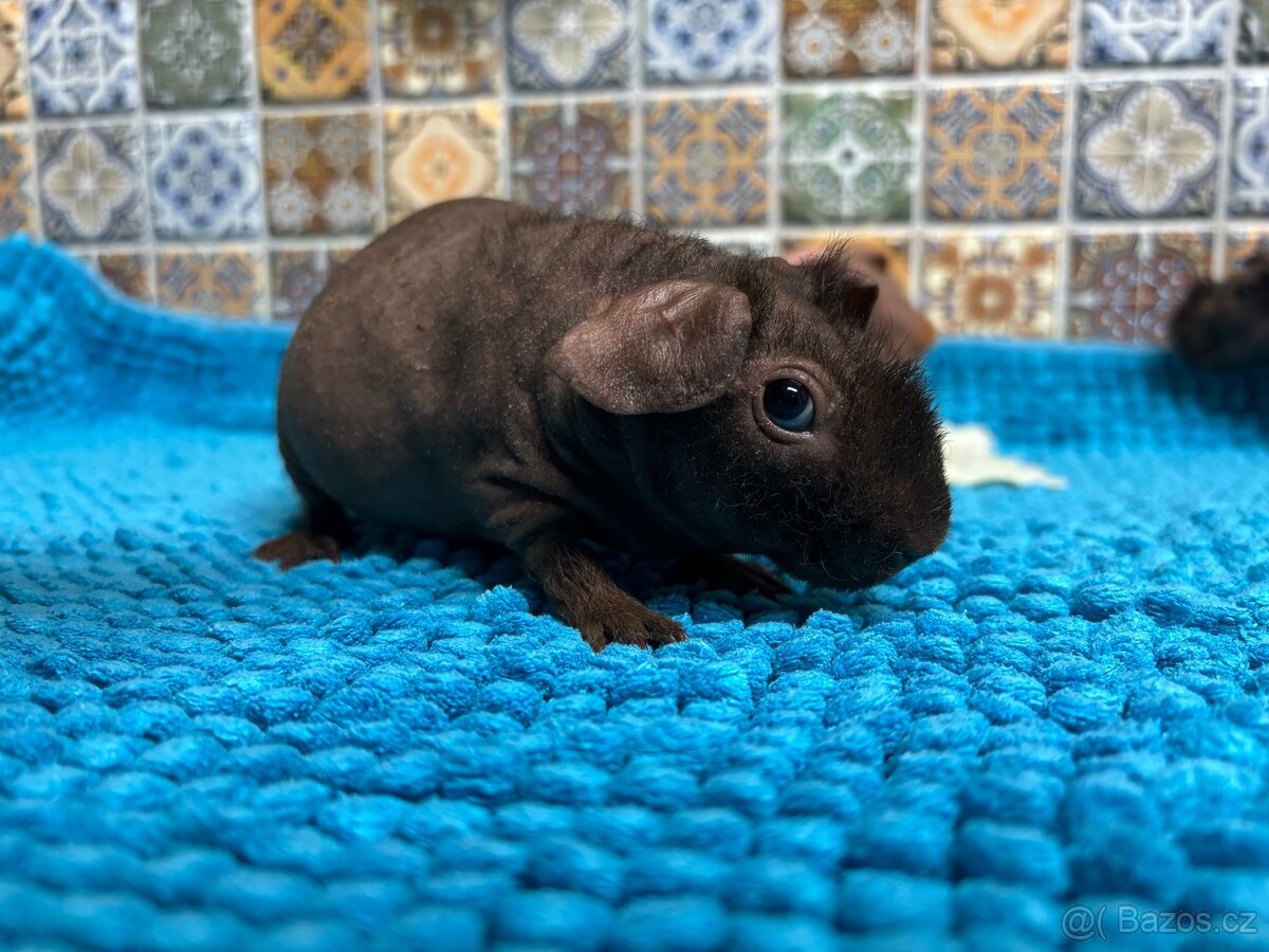 Skinny morčátka, samečci - 7