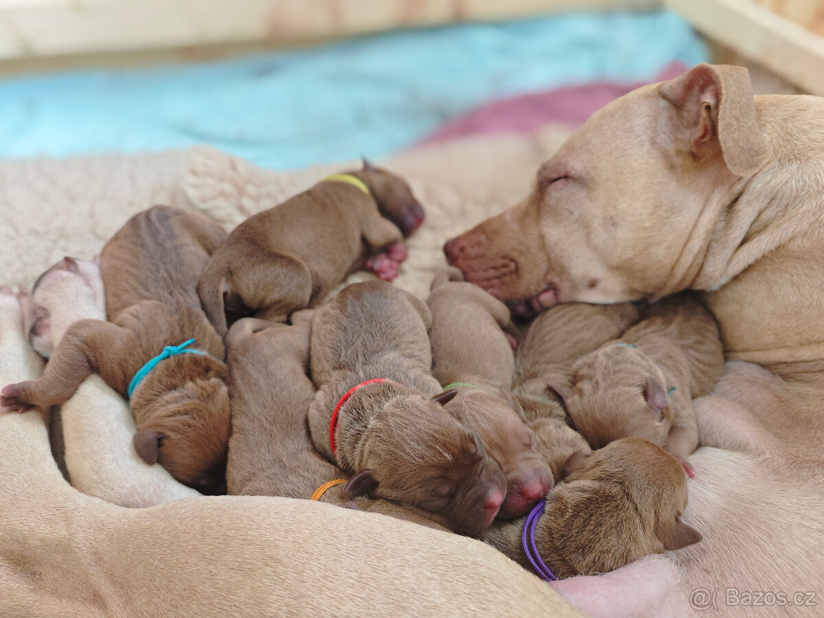 Americký pitbull teriér štěňata s PP - 7